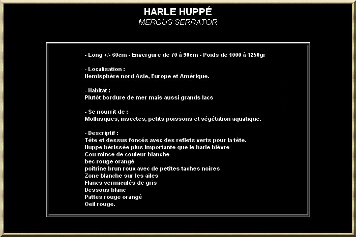 Harle Huppé