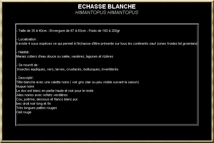 Echasse blanche