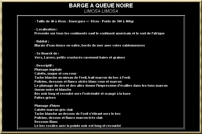 BARGE A QUEUE NOIRE