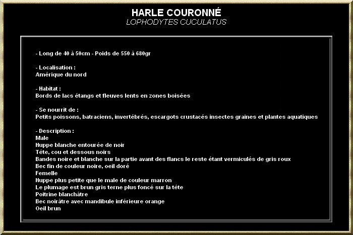 Harle couronné