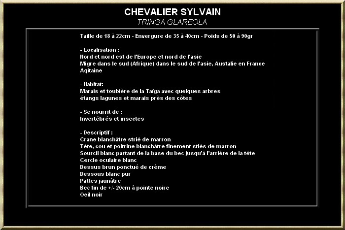 Sylvain