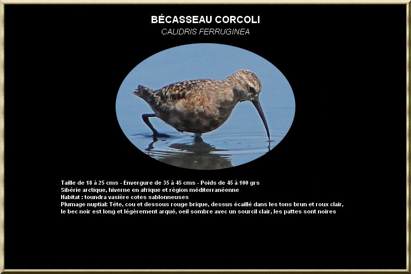 Bécasseaux Corcoli