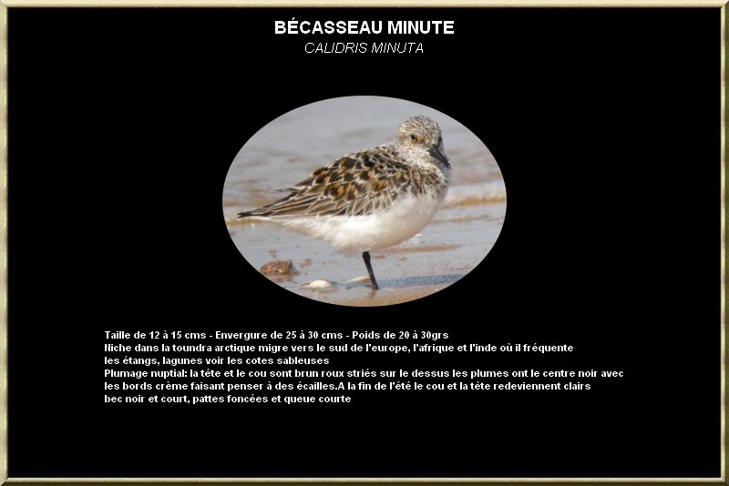 Bécasseau minute