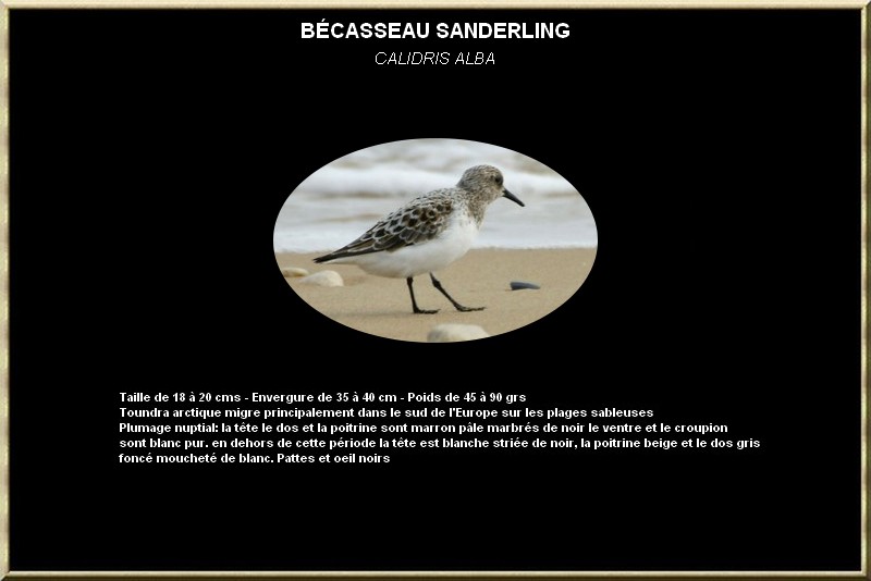 Bécasseau Sanderling