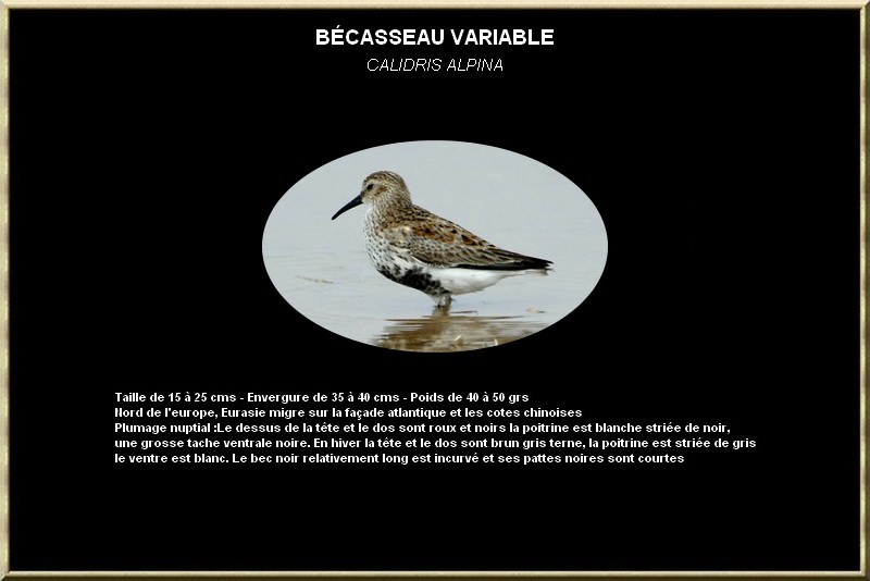 Bécasseau variable