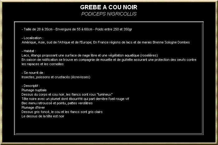 GREBES A COU NOIR