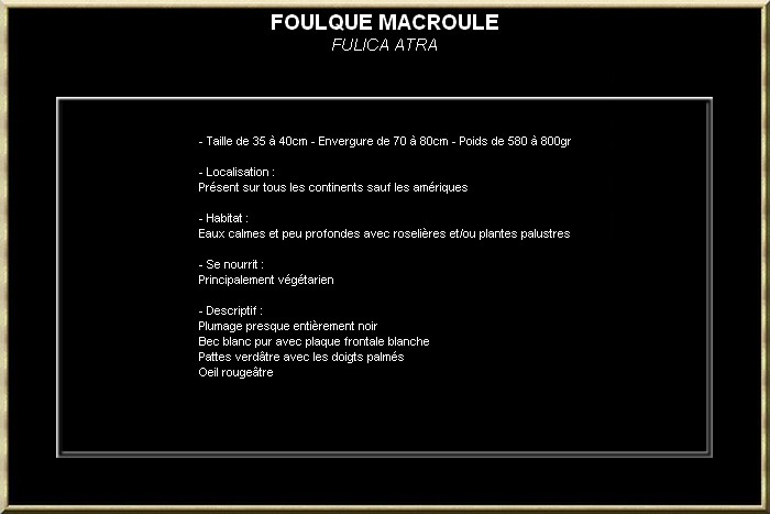 FOULQUE MACROULE