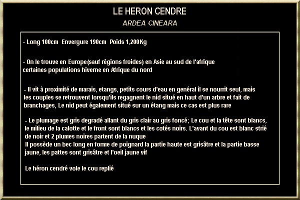 HERONS CENDRES