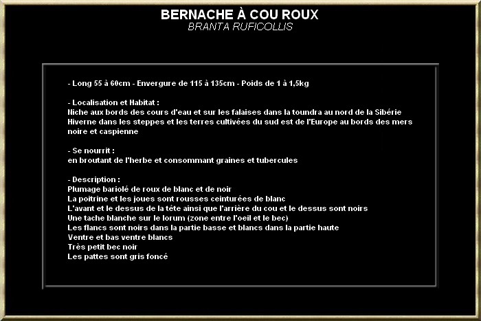 Bernache à cou roux