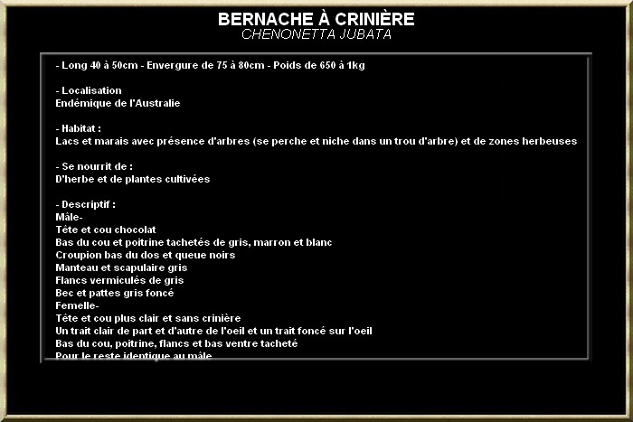 Bernache à crinière