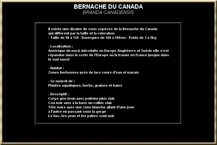 Bernache du Canada