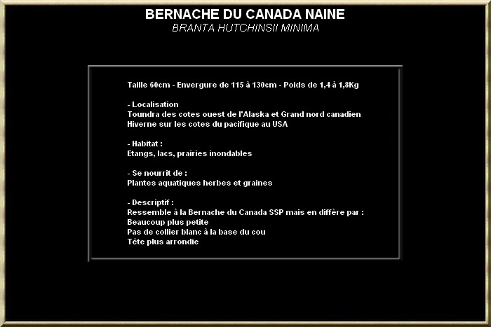 Bernache du Canada naine