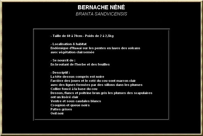 Bernache néné