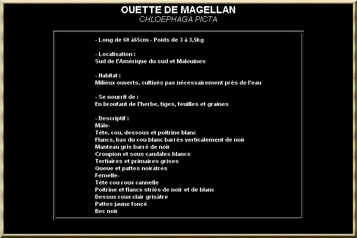 Ouette de magellan