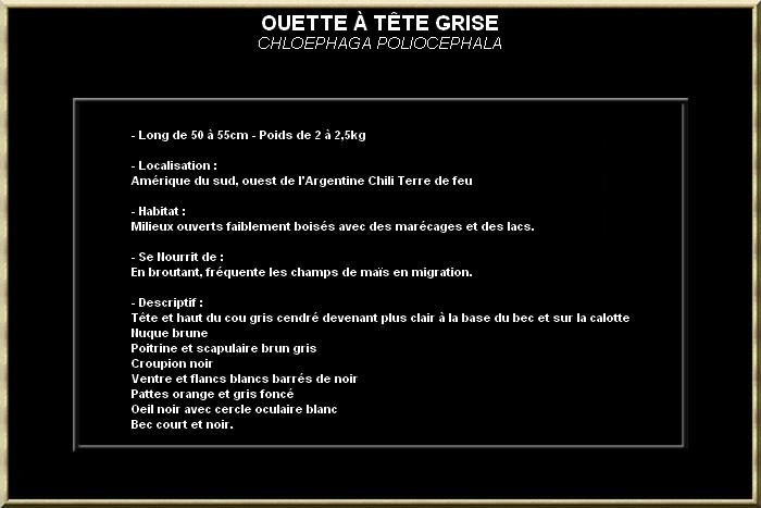 Ouette à tête grise