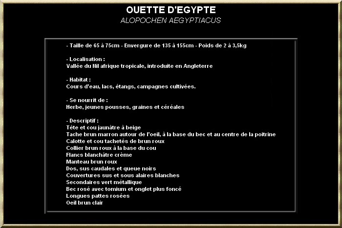 Ouette d'Egypte