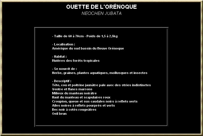 Ouette de l'orénoque