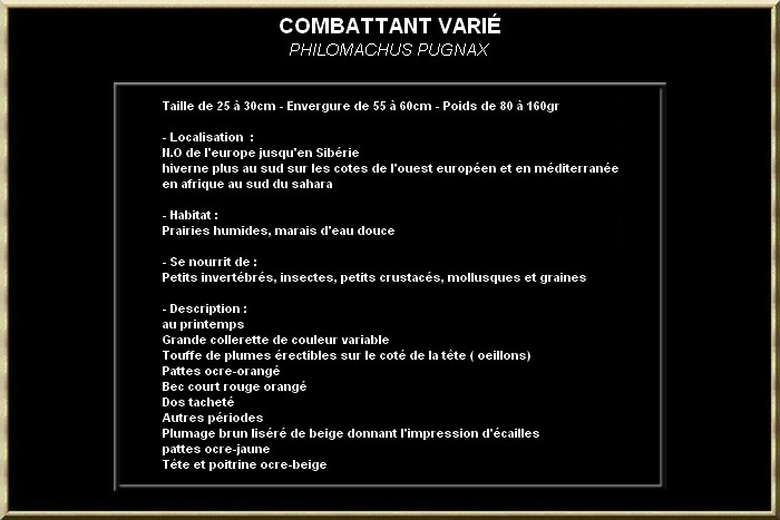 COMBATTANT VARIE