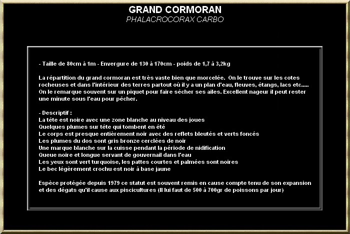 Grand Cormoran