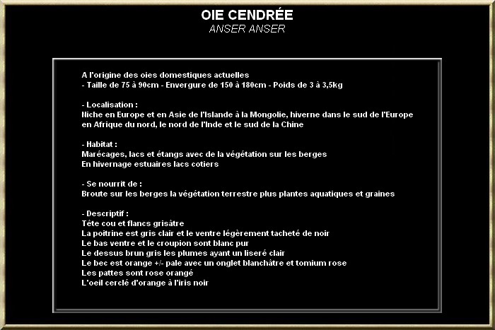 Oie cendrée