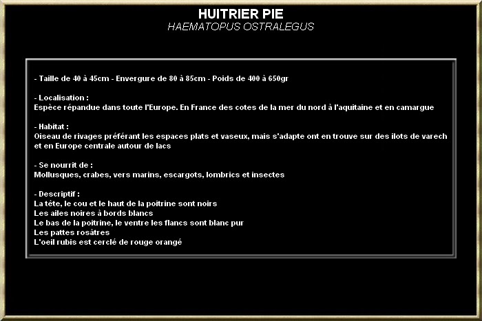 HUITRIER PIE