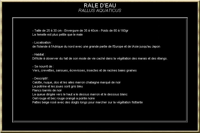 RALE D'EAU