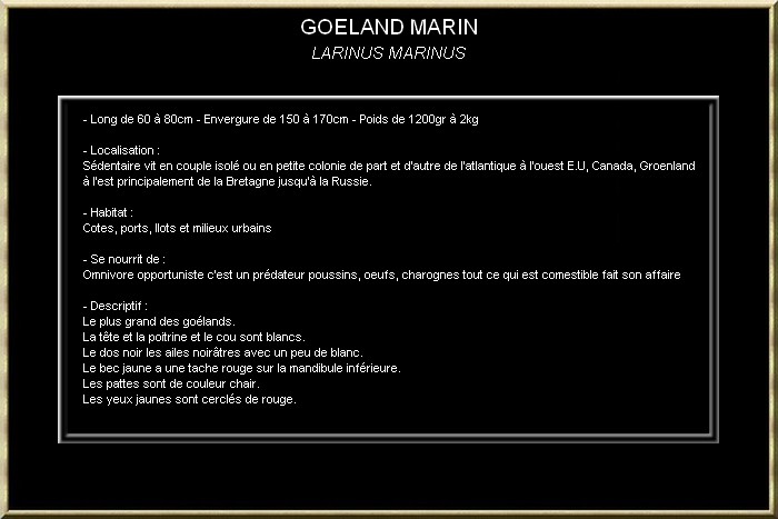 GOELAND MARIN