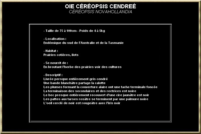 Oie Cereopse