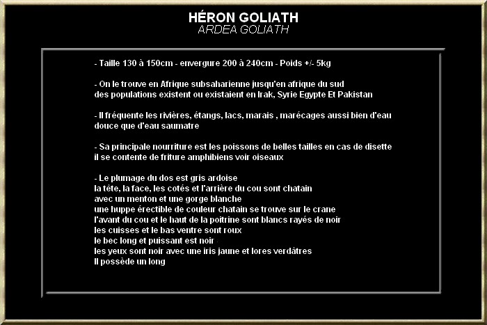 HERON GOLIATH