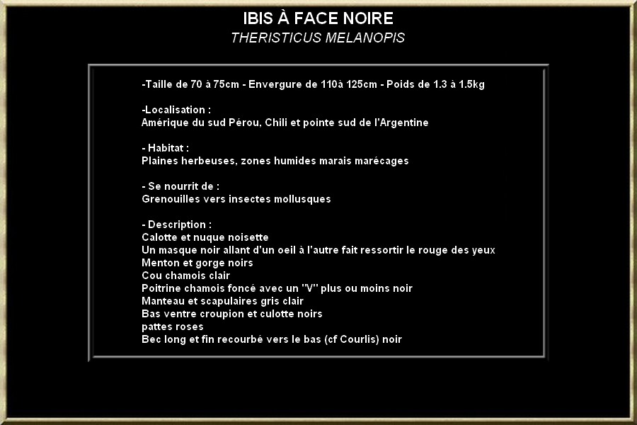 IBIS A FACE NOIRE