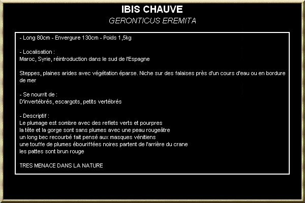 IBIS CHAUVE