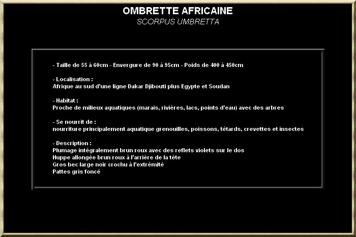 OMBRETTE AFRICAINE