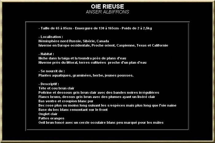 Oie rieuse