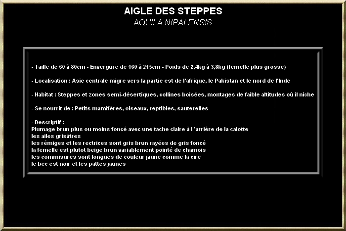 AIGLES DES STEPPES