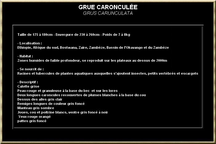 GRUE CARONCULéE