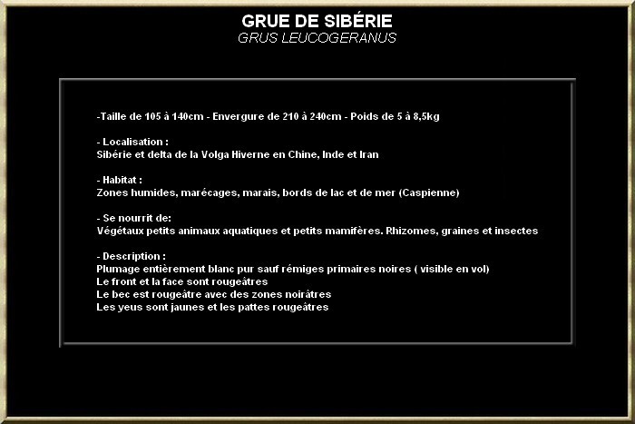 GRUE DE SIBERIE