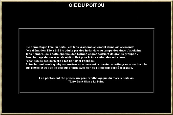 Oie du poitou