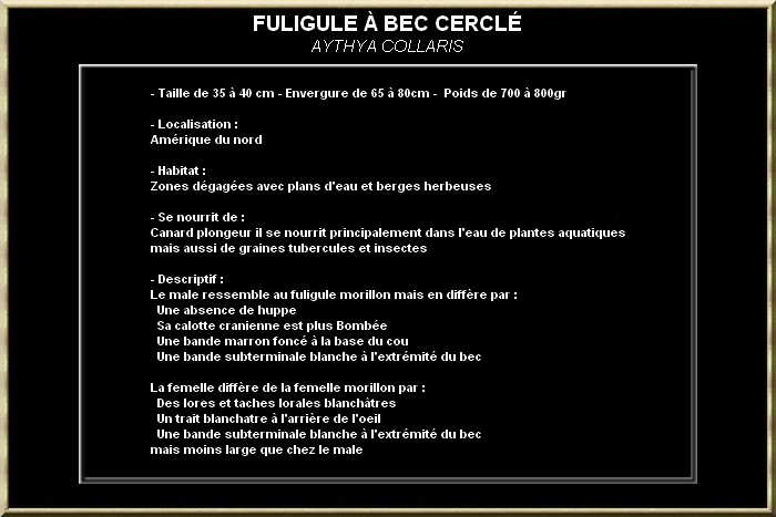 Fuligule à bec cerclé