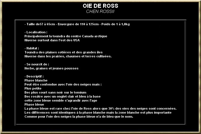 Oie de ross