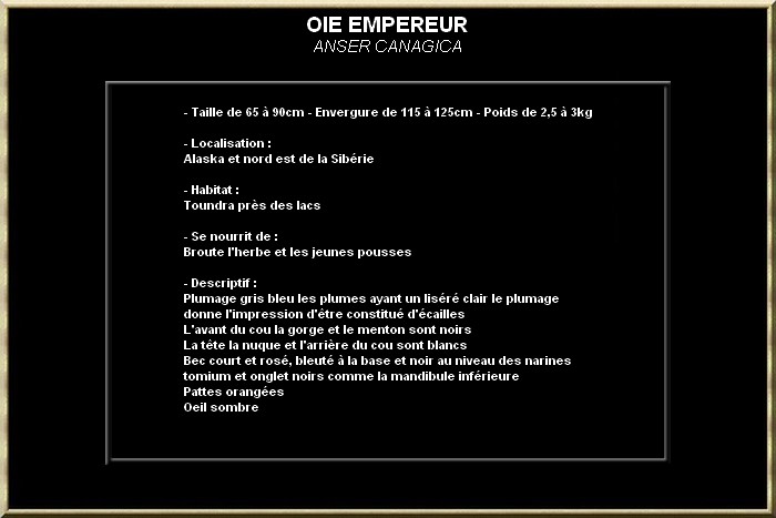 Oie empereur