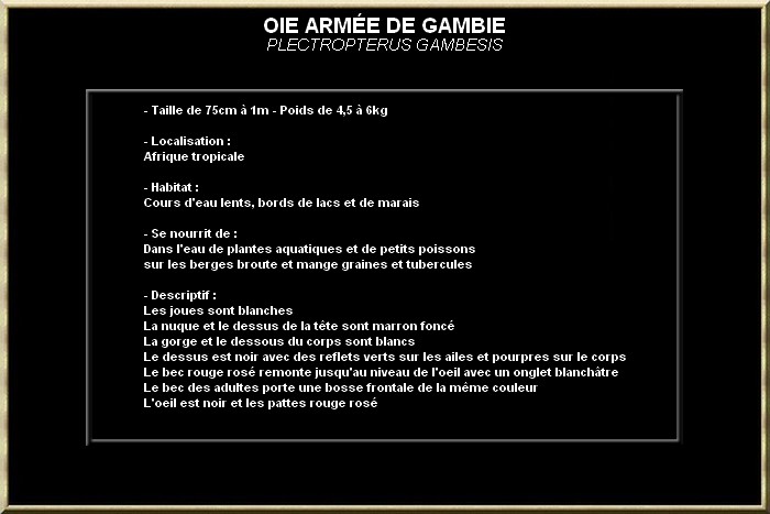 Oie armée de gambie