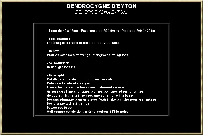 Dendrocygne d'eyton