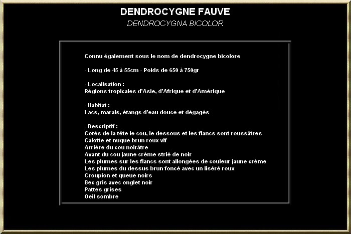 Dendrocygne fauve