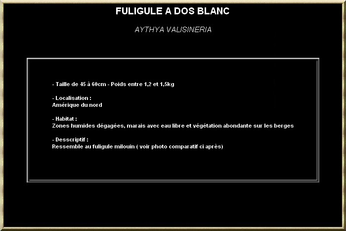 Fuligule à dos blanc