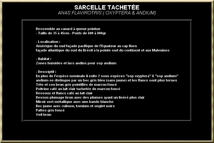 Sarcelle tachetée