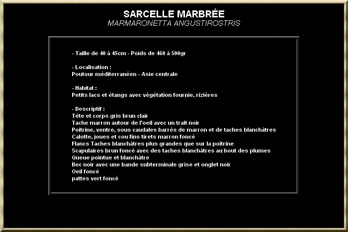 Sarcelle marbrée