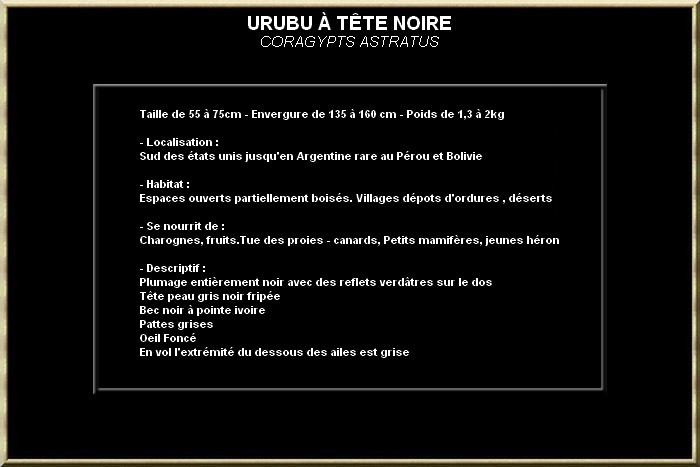 Urubu à tête noire