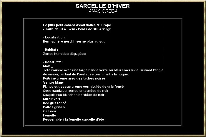 Sarcelle d'hiver