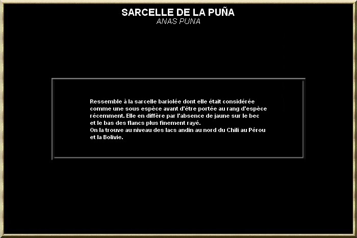 Sarcelle de la puna