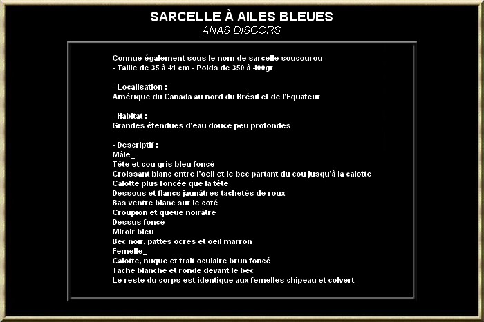 Sarcelle à ailes bleues